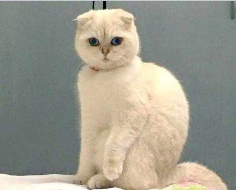 Ângel
