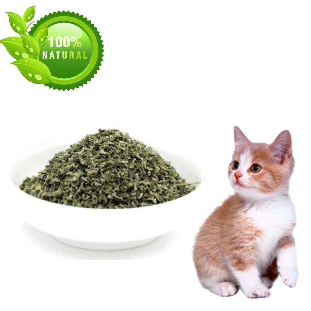 Catnip natural, a erva do gato